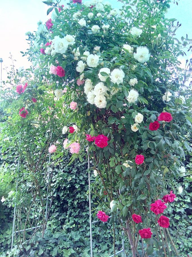 Mariánské Lázně Penzion Villa Marion מראה חיצוני תמונה